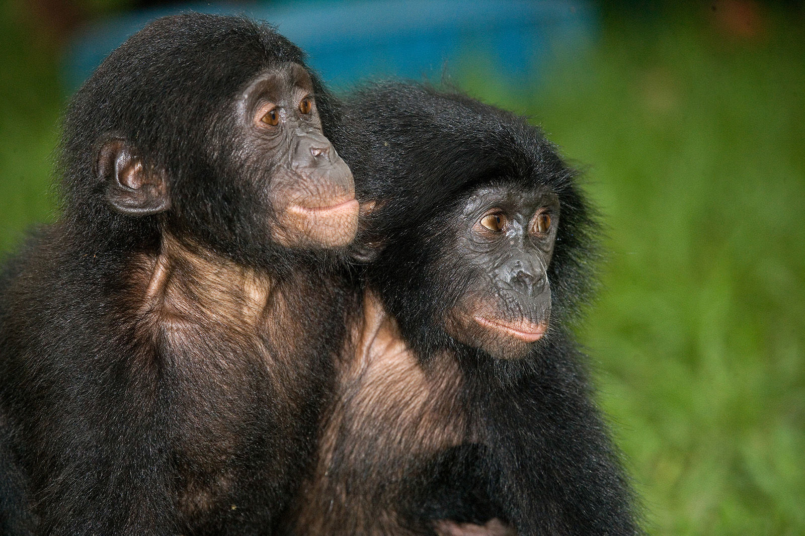 Bonobo chimps
